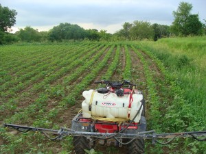 Pre-Spray_Soybeans