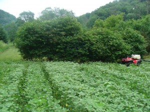 Weedy_Plot_2014