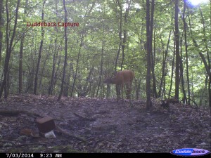 Cuddeback Capture
