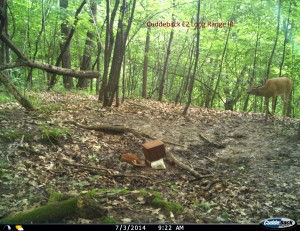 Cuddeback_Long_Range_IR