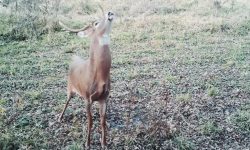 Bowhunting Deer: MOCK SCRAPES